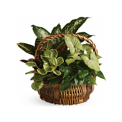 emerald garden basket to philippines