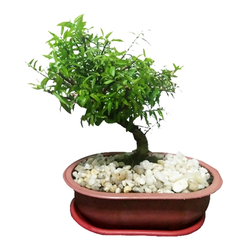 ficus nana specie bonsai to philippines